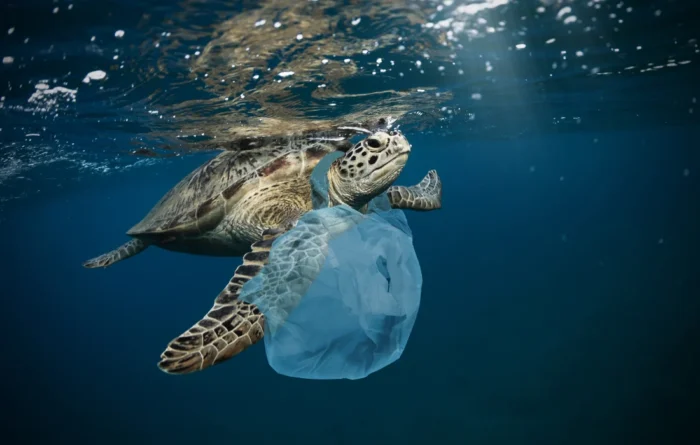 A sea turtle swims with a plastic bag, showing the environmental impact driving California’s Plastic Bag Ban.